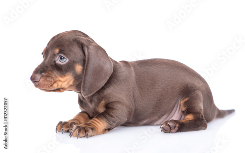 Short haired dachshund puppy lies in side view. isolated on white background