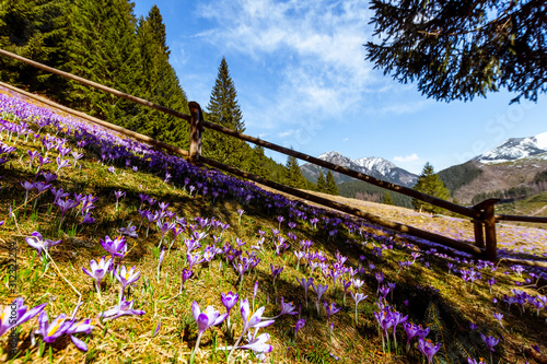 Fototapeta Naklejka Na Ścianę i Meble -  pola krokusów, wiosna, zakopane