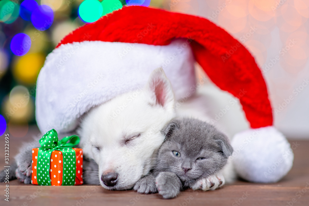 White siberian husky wearing a red santa hat sleeps and hugs funny kitten with gift box on a background of the Christmas tree White siberian husky wearing a red santa hat sleeps and hugs funny kitten with gift box on a background of the Christmas tree