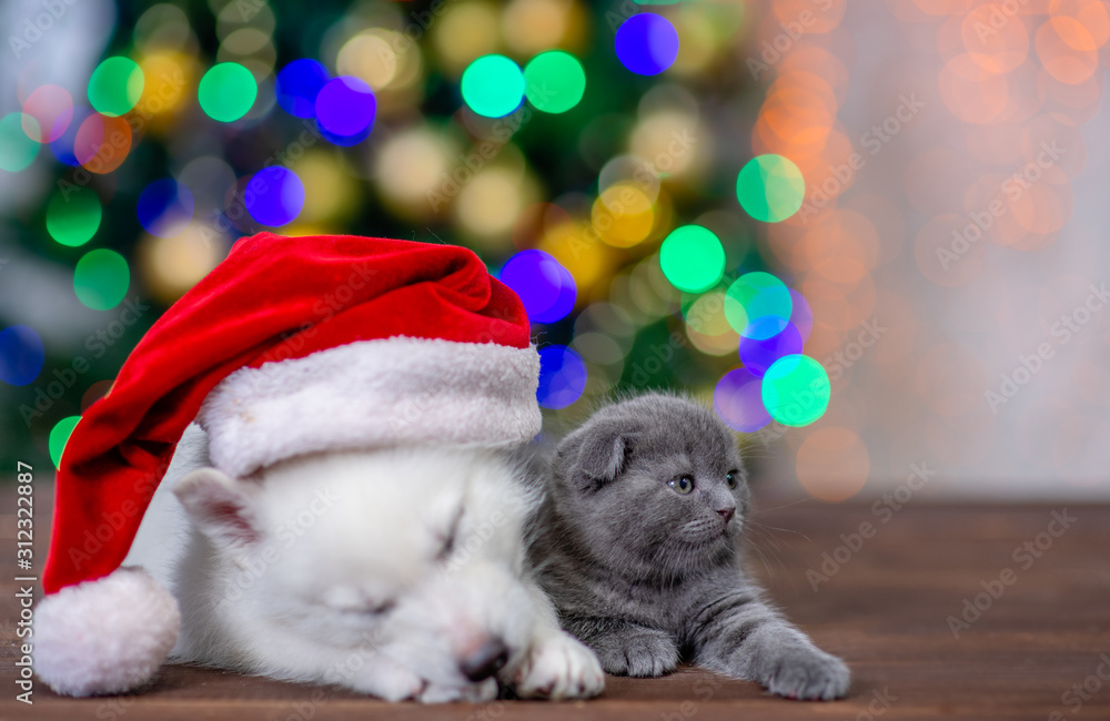Sleepy husky puppy wearing a red santa hat lies with gray kitten on a background of the Christmas tree Sleepy husky puppy wearing a red santa hat lies with gray kitten on a background of the Christmas tree