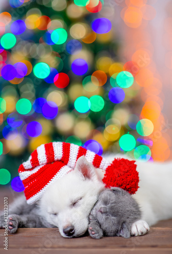 White siberian husky wearing a funny hat sleeps with baby kitten on a background of the Christmas tree. Empty space for text