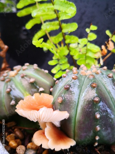 small green round cactus in the pot