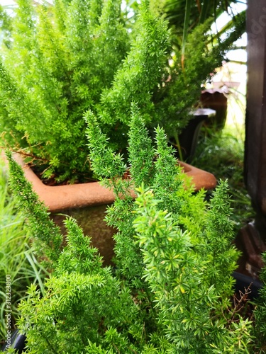 fox tail fern are green ing the pot