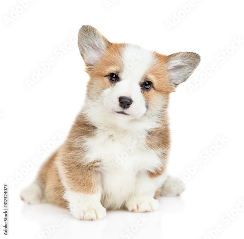 Εκτύπωση καμβά Cute Pembroke Welsh Corgi puppy sits looks at camera