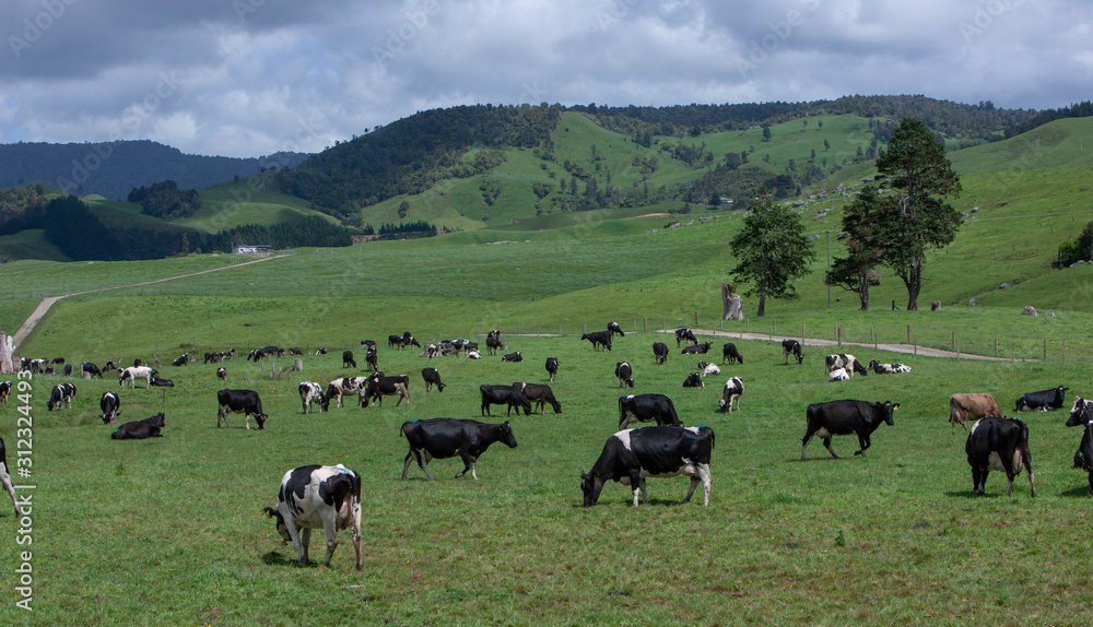 Coromandel New Zealand. Hahei. Hills and cows Coromandel New Zealand. Hahei. Hills and cows