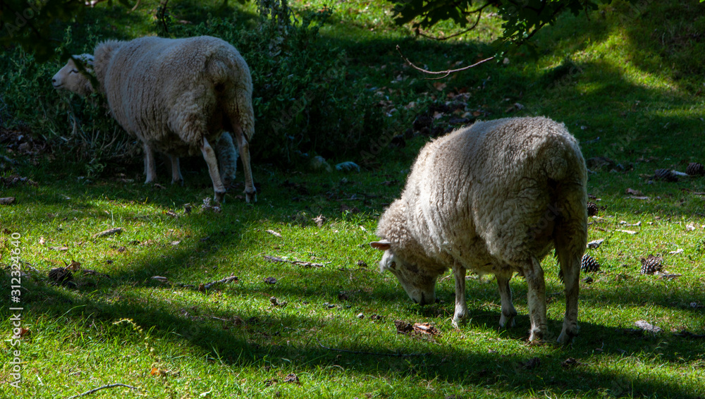 Tauranga New Zealand. Mount Maunganui. Sheep. Tauranga New Zealand. Mount Maunganui. Sheep.