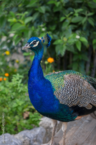 Wallpaper Mural Pfau Torontodigital.ca