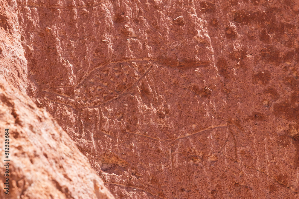 Fototapeta premium Petroglyph at Jere Valley near San Pedro de Atacama in Chile.