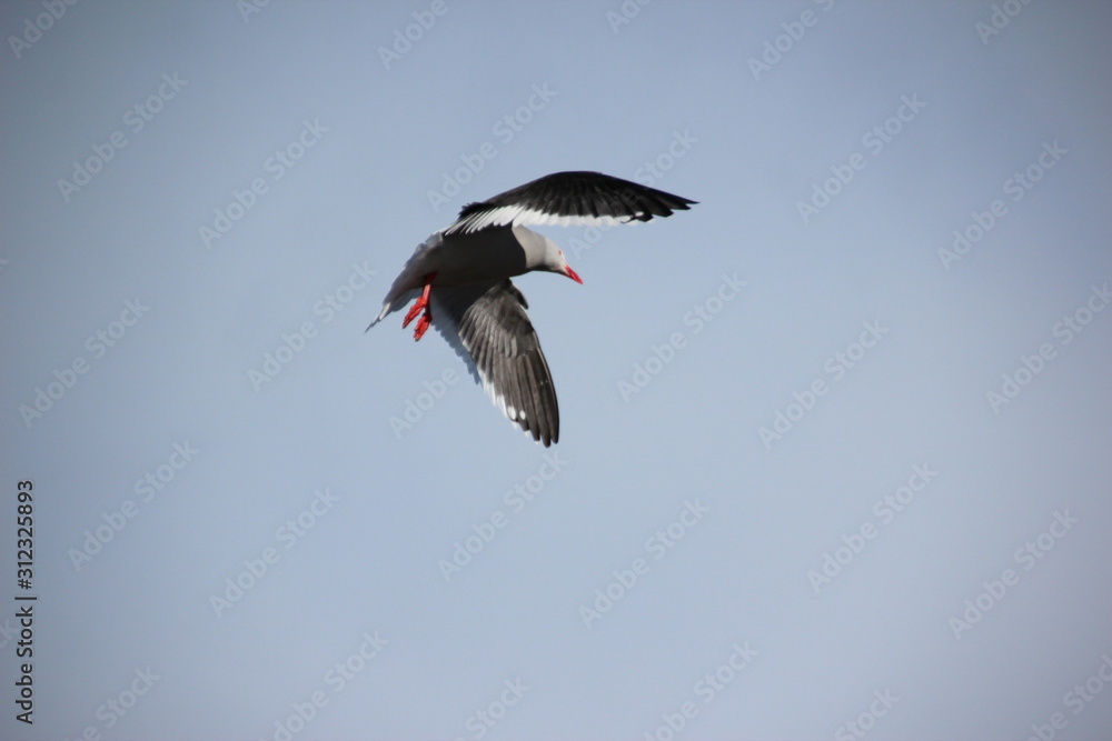 Obraz premium seagull flying in Ushuaïa
