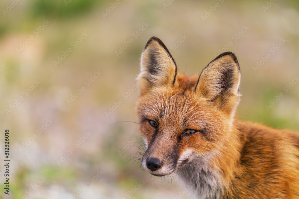 Fox Fox