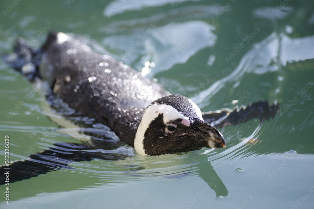 Naklejka premium 泳ぐペンギン