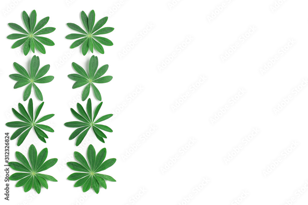 frame lined with fresh green lupine leaves. copy space, flat lay minimal concept frame lined with fresh green lupine leaves. copy space, flat lay minimal concept