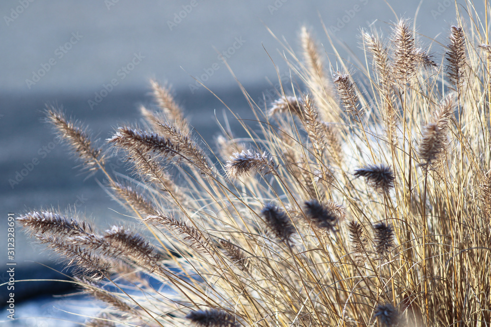 Schilf im Winter Schilf im Winter