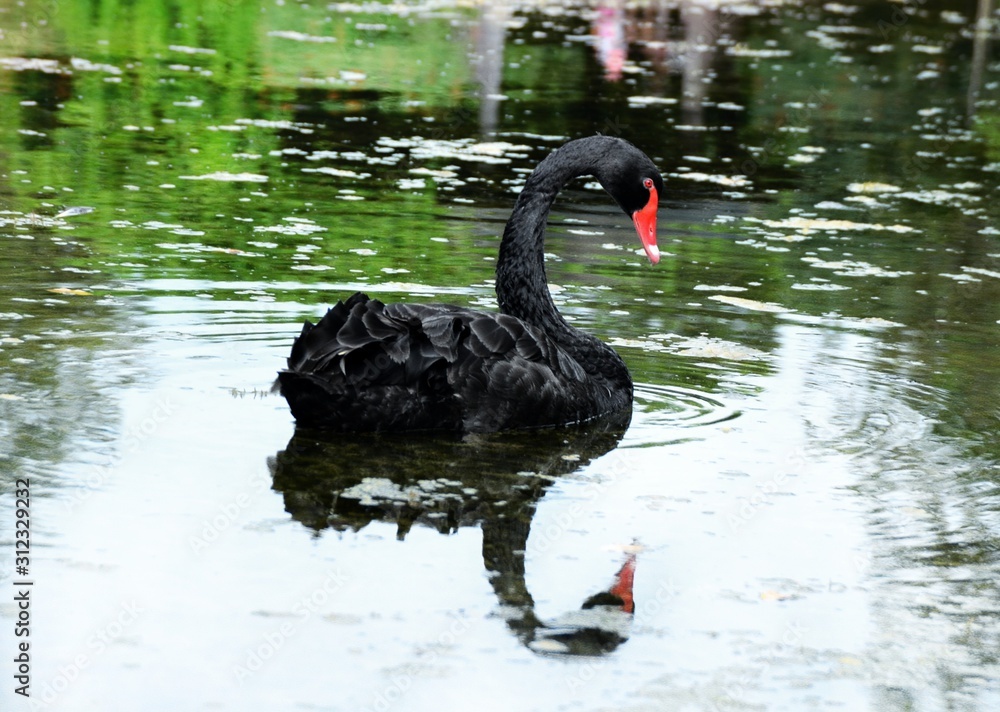 Fototapeta premium Black swan on lake