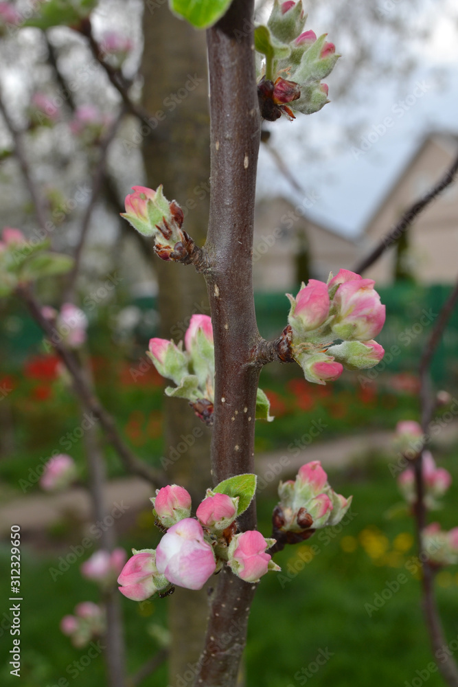spring blossoms. apple tree flowers on white and pink, blossom buds spring blossoms. apple tree flowers on white and pink, blossom buds