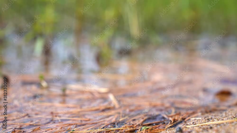 A frog leap into the water from the short of Lake Lila in the Adirondacks (NY). A frog leap into the water from the short of Lake Lila in the Adirondacks (NY).