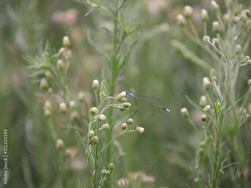 Fototapeta premium Dragonfly sitting on a flower 