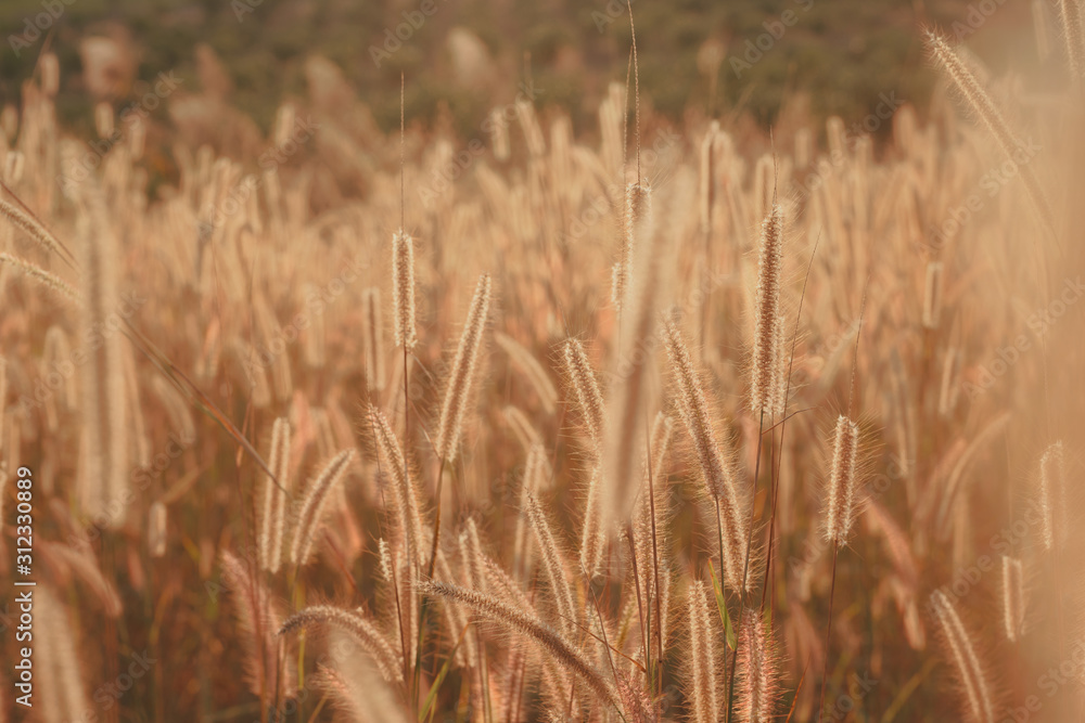 Fototapeta premium Mission grass flower or Pennisetum pedicellatum grass meadow sunset in the garden