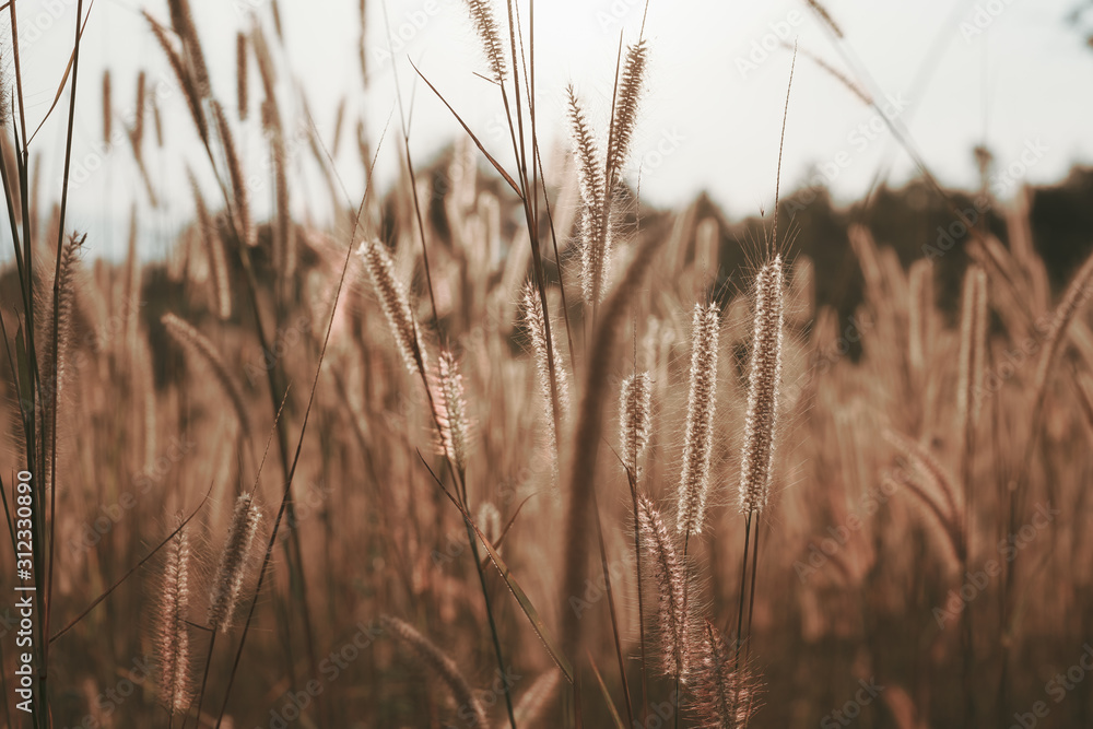 Obraz premium Mission grass flower or Pennisetum pedicellatum grass meadow sunset in the garden