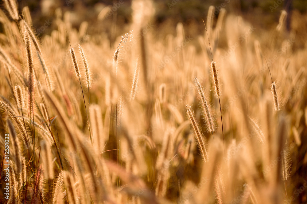 Mission grass flower or Pennisetum pedicellatum grass meadow sunset in the garden Mission grass flower or Pennisetum pedicellatum grass meadow sunset in the garden
