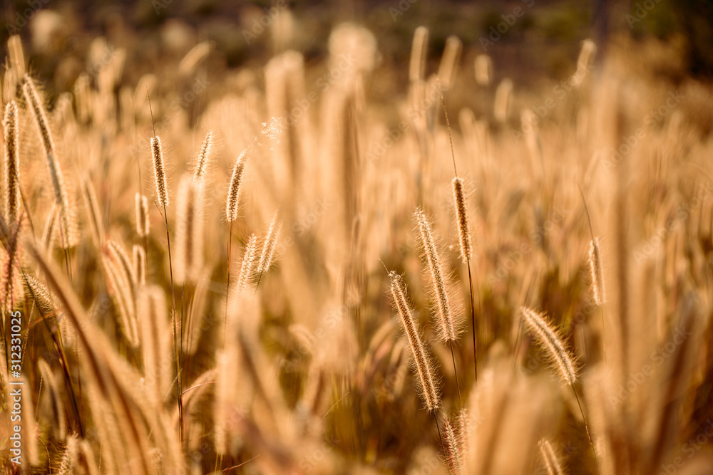 Fototapeta premium Mission grass flower or Pennisetum pedicellatum grass meadow sunset in the garden