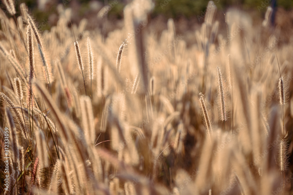 Mission grass flower or Pennisetum pedicellatum grass meadow sunset in the garden Mission grass flower or Pennisetum pedicellatum grass meadow sunset in the garden