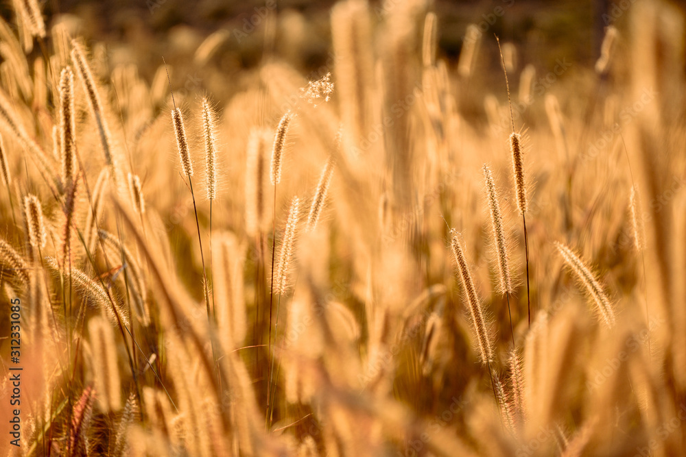 Mission grass flower or Pennisetum pedicellatum grass meadow sunset in the garden Mission grass flower or Pennisetum pedicellatum grass meadow sunset in the garden