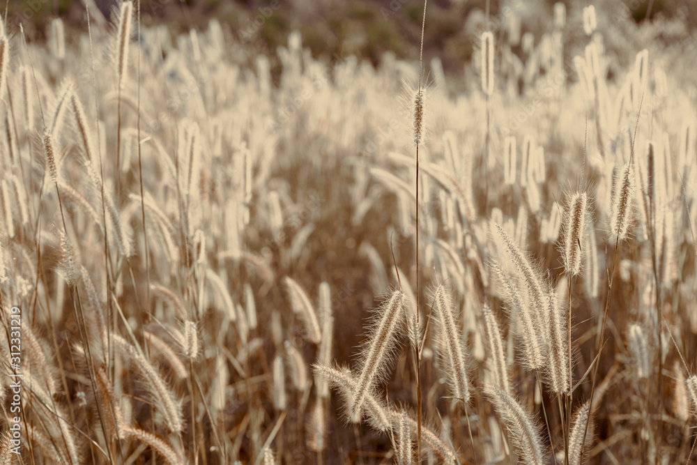 Fototapeta premium Mission grass flower or Pennisetum pedicellatum grass meadow sunset in the garden