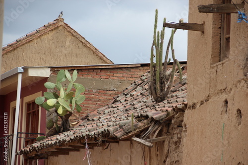 Nature life in the roof of Tarata photo