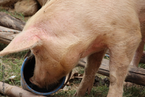 Peace pig eating  photo