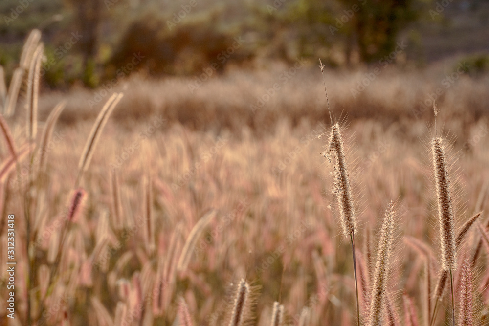 Fototapeta premium Mission grass flower or Pennisetum pedicellatum grass meadow sunset in the garden