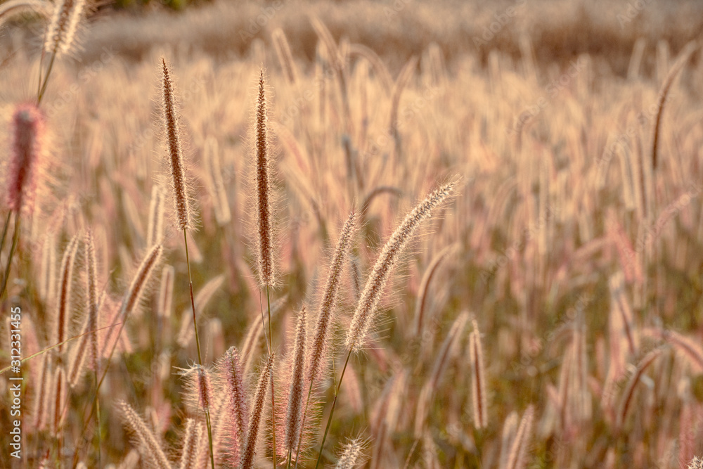 Mission grass flower or Pennisetum pedicellatum grass meadow sunset in the garden Mission grass flower or Pennisetum pedicellatum grass meadow sunset in the garden