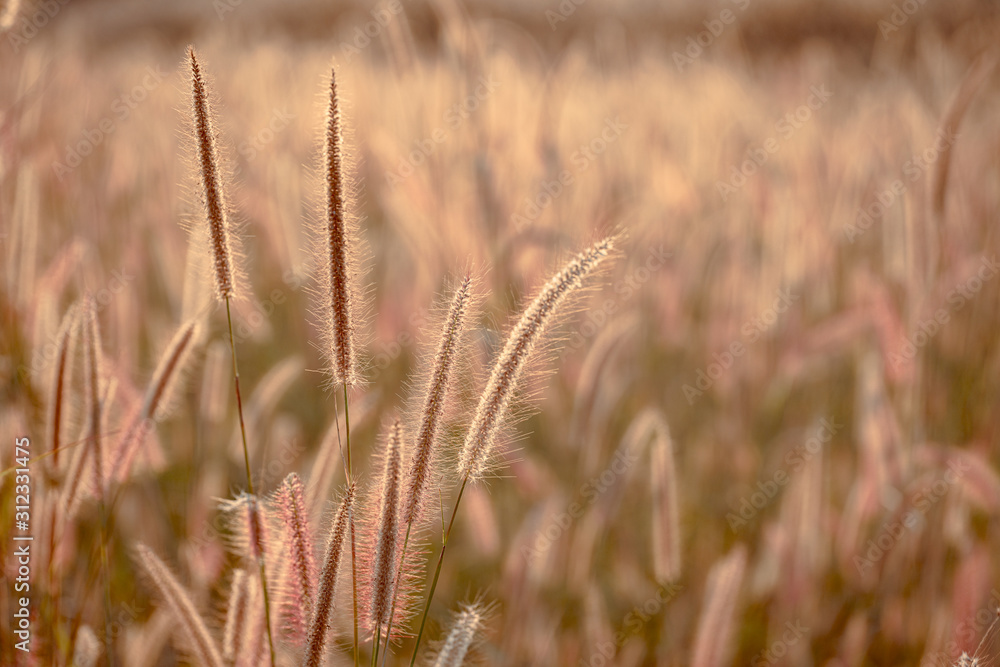 Fototapeta premium Mission grass flower or Pennisetum pedicellatum grass meadow sunset in the garden
