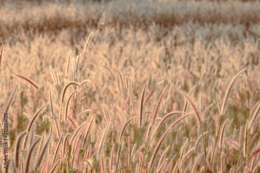 Fototapeta premium Mission grass flower or Pennisetum pedicellatum grass meadow sunset in the garden