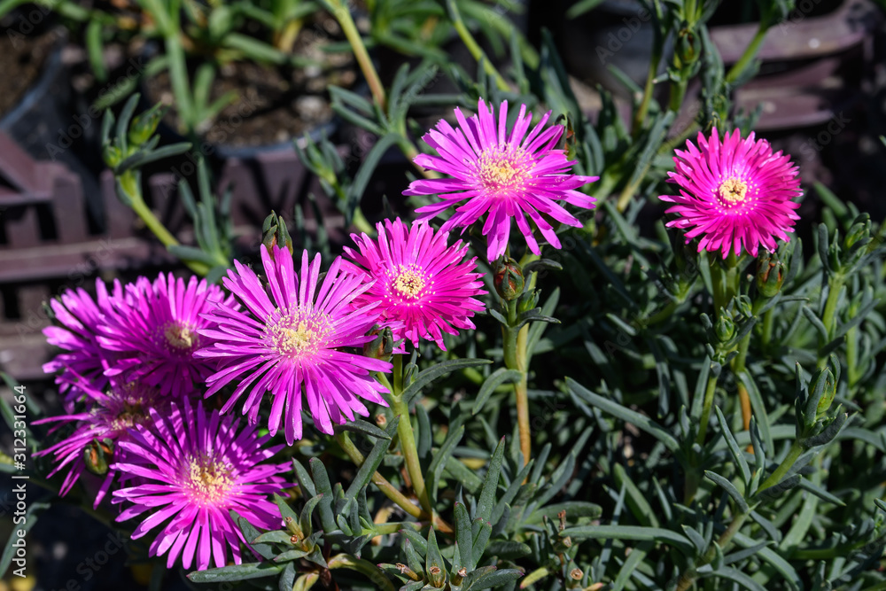 Obraz premium Group of pink magenta flowers of Delosperma cooperi or Mesembryanthemum cooperi, commonky known as Trailing or Hardy Ice plant, or Pink Carpet, in a garden in a sunny summer day