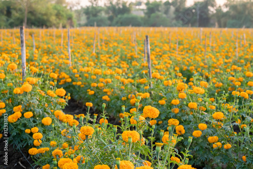 Marigold fields in the countryside during the summer When the sun.