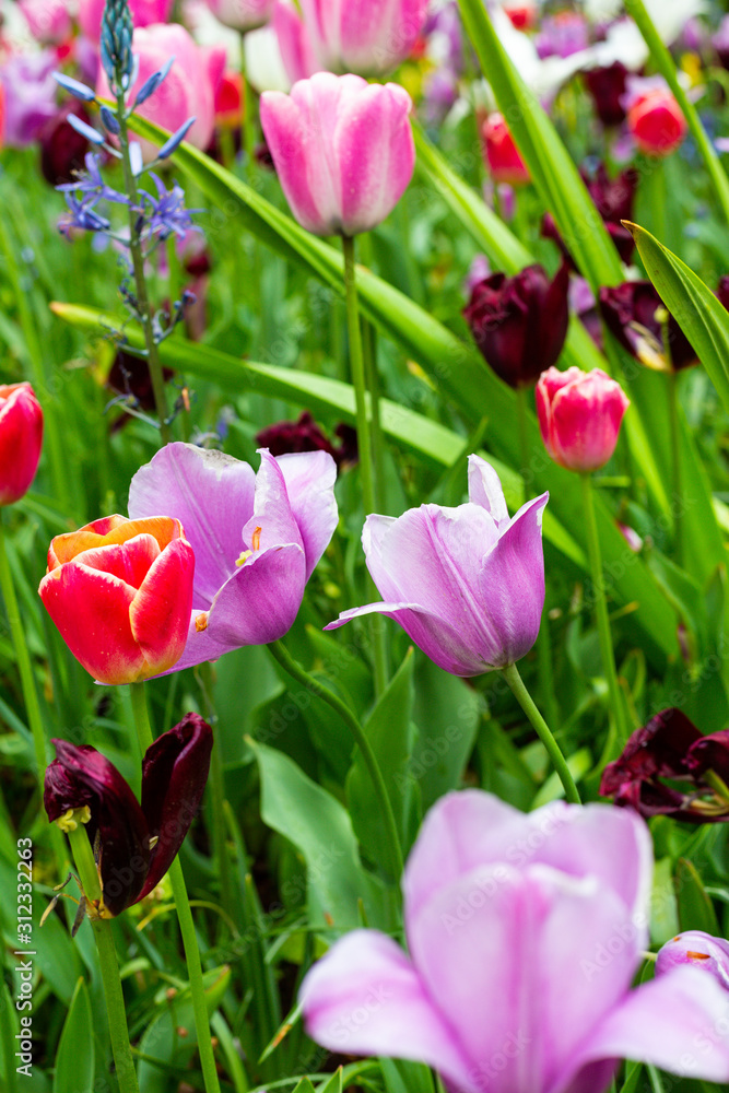 Flowers in Keukenhof, Netherlands. Flowers in Keukenhof, Netherlands.
