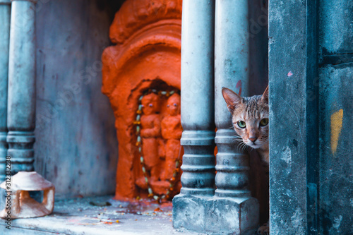 The streets of Varanasi. Curious stray cat peeking from a corner next to a little bright orange strett temple dedicated to the god Hanuman. photo