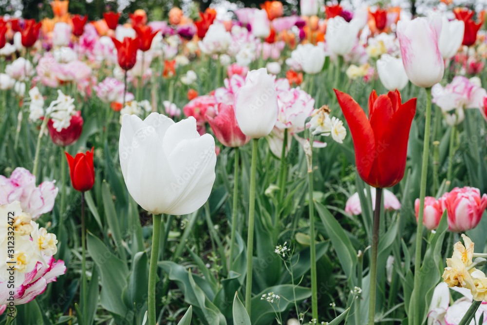 Flowers in Keukenhof, Netherlands. Flowers in Keukenhof, Netherlands.