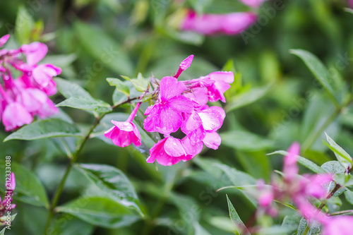 Pink summer phlox flowers. Floral background.