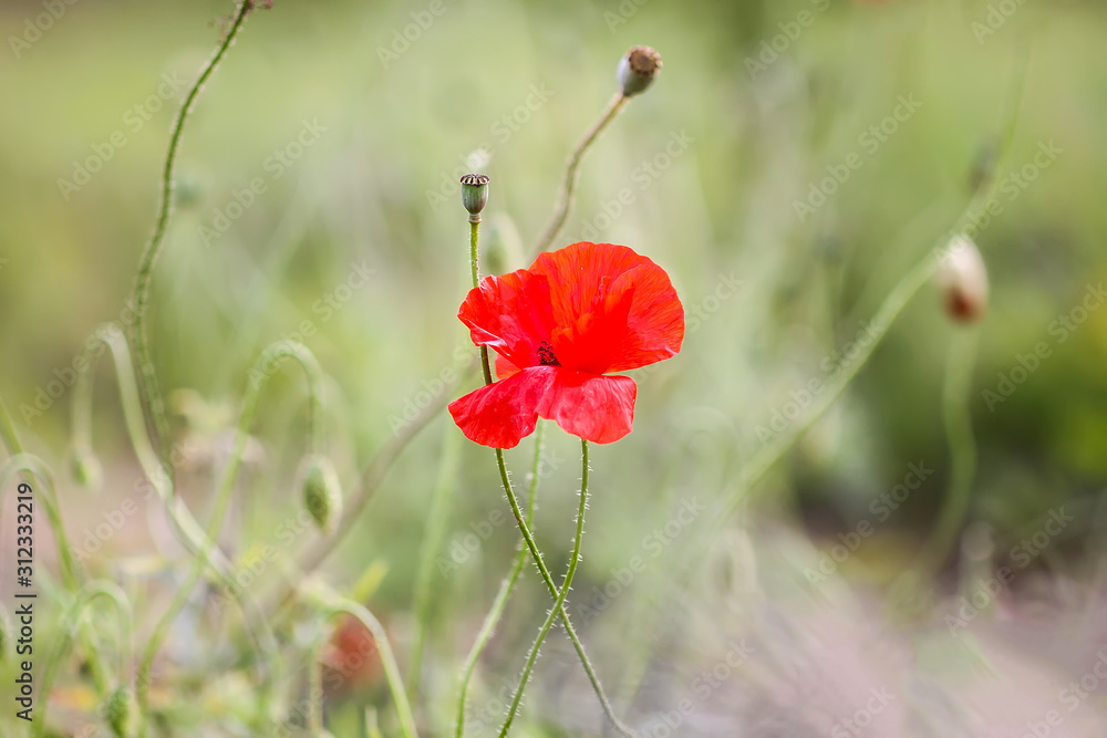 Naklejka premium Field of red poppy flowers. Papaver somniferum