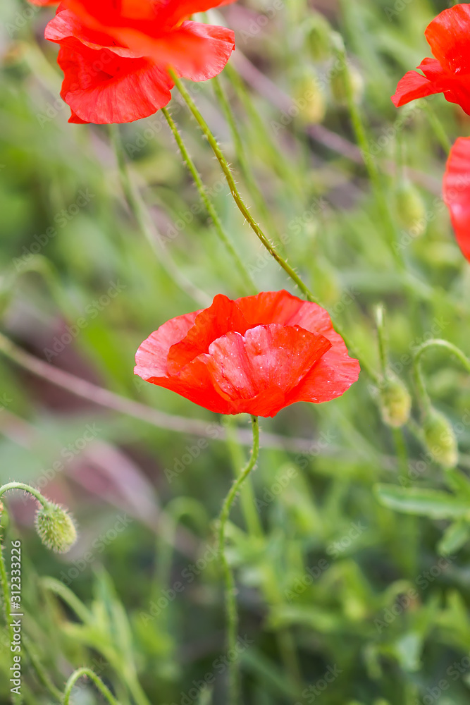 Fototapeta premium Pole czerwonych kwiatów maku. Papaver somniferum