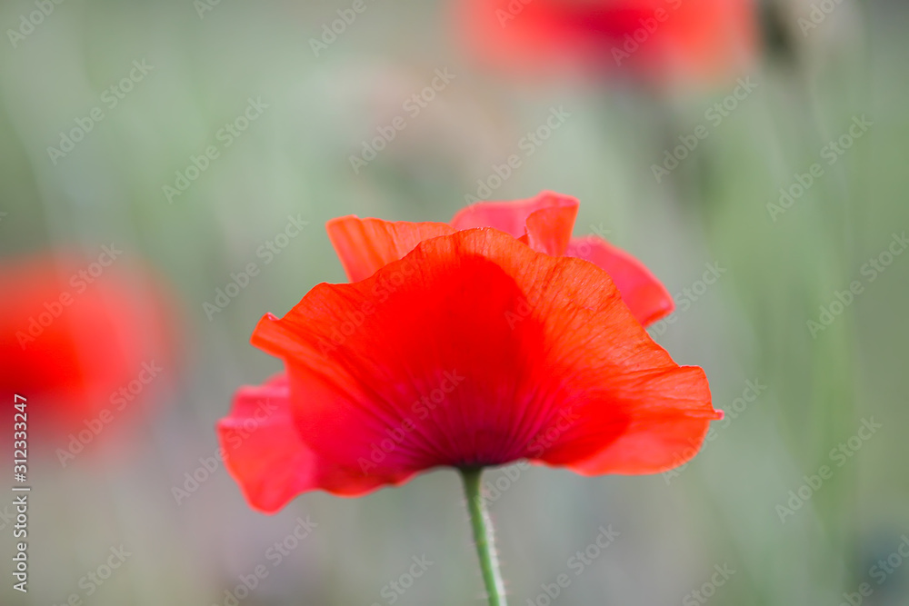 Field of red poppy flowers. Papaver somniferum