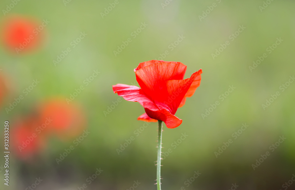 Field of red poppy flowers. Papaver somniferum Field of red poppy flowers. Papaver somniferum