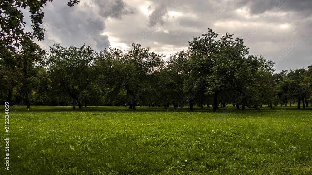 Green trees in field apple garden park outdoor summer landscape cloudy wheather sky before storm