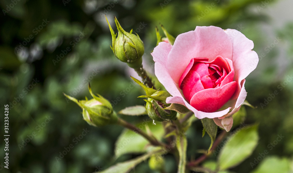 Pink lonely one blooming rose close up macro in spring summer green garden Pink lonely one blooming rose close up macro in spring summer green garden