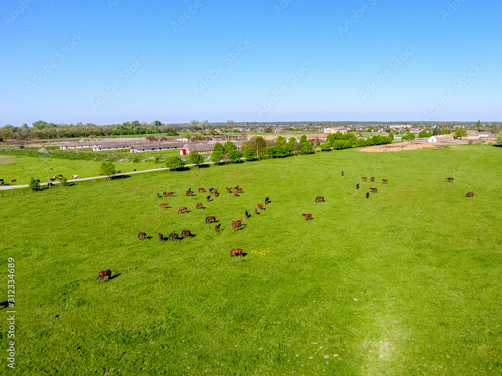 Grazing horses on the field. Shooting horses from quadrocopter. Pasture for horses.