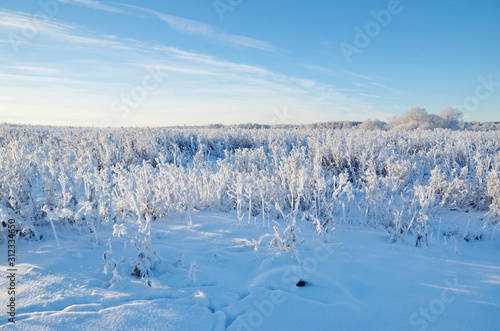 Winter landscape with snow-covered grass