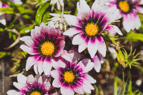 African native Gazania daisies with vibrant purple and white tones
