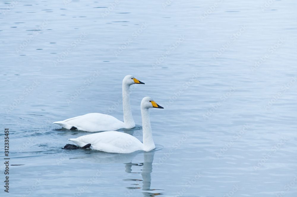 Fototapeta premium Two geese swimming at a blue-white winter water background. Narrow light, cloudy weather. Yellow beaks, birds pedalling. Stockholm, Sweden.